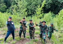 Denpom IM/2 Meulaboh Dukung Pemusnahan 50 Hektare Ladang Ganja di Nagan Raya