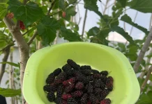Jangan Remehkan Buah Mulberry, Ini 7 Manfaat Besarnya bagi Kesehatan