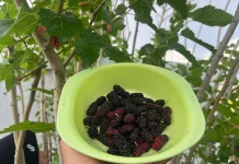 5 Cara agar Pohon Mulberry Rajin Berbuah, Perhatikan Cara Tanam dan Perawatannya