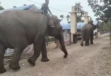 BPBD dan BKSDA Pasang GPS Collar untuk Pantau Gajah Liar Aceh Barat