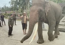 BPBD dan BKSDA Pasang GPS Collar pada Gajah Liar di Aceh Barat