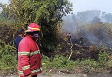 Kebakaran Lahan Seluas 0,5 Hektare Terjadi di Meureubo