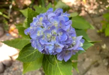 Trik Menanam Bunga Hortensia agar Tumbuh Subur dan Cantik di Halaman Rumah