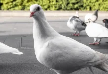 Rahasia Gizi Daging Burung Merpati untuk Tumbuh Kembang Anak