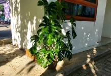 Mengenal Monstera Deliciosa, Tanaman Hias Tropis dengan Daun Ikonik
