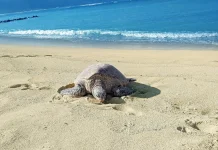 Penangkaran Penyu Jadi Upaya Menjaga Keseimbangan Biota Laut