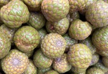 Khasiat Buah Rumbia untuk Pria dan Wanita
