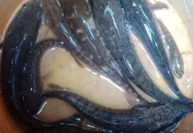 Khasiat Ikan Gabus untuk Anak