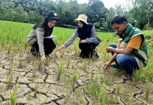 Sawah di Aceh Barat Kekeringan, Penyuluh Turun, Pemda Distribusi Pompanisasi