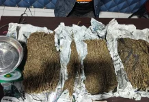 Satresnarkoba Polres Aceh Barat Tangkap DPO Sita 31 Kilogram Ganja