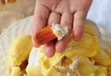 Biji Durian Harta Karun yang Sering Terbuang Begitu Saja