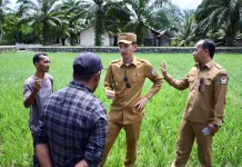 Sawah Masyarakat Aceh Barat Mengalami Kekeringan
