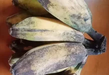 Pisang Kepok Buah Sederhana dengan Manfaat Luar Biasa untuk Pria dan Wanita