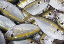 Ikan Selar untuk Pria dan Wanita Nutrisi Laut yang Mendukung Tubuh Tetap Prima