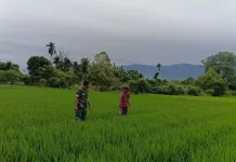 Babinsa Kodim Abdya Memantau Pertumbuhan Padi Bersama Petani