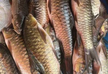Mengapa Ikan Kerling Aceh Dibanderol Harga Fantastis?