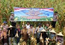 Panen Jagung Jadi Bukti Sinergi Polri dan Petani Dukung Ketahanan Pangan Nasional
