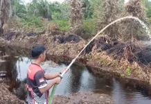 BPBD Aceh Barat: Hujan Tekan Penyebaran Karhutla, Bara Gambut Masih Berasap