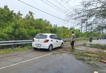 Pohon Tumbang di Jalur Nasional, Polisi dan BPBD Gerak Cepat Atasi Kemacetan