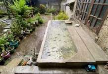 Musim Hujan Tiba, Jaga Kolam Ikan agar Bebas Jentik Nyamuk