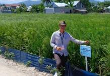 Pemkab Nagan Raya Usulkan 129 Hektare Sawah Rusak Akibat Bencana untuk Direhabili
