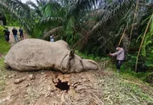 FJL dan JGN Desak BKSDA Investigasi Menyeluruh Penyebab Kematian Gajah di Aceh