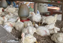Harga Ayam Potong di Aceh Barat Naik jelang Perayaan Maulid