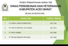 Harga TBS Kelapa Sawit di Aceh Barat Tembus Rp3.160 per Kilogram