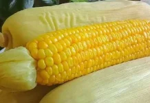 Cara Tepat Merebus Jagung agar Rasa Manis Alaminya Tidak Hilang