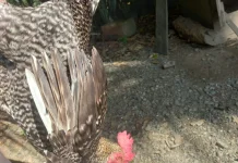 Penyakit Mendadak Serang Ayam Kampung Warga Tamping, Peternak Resah Jelang Maulid