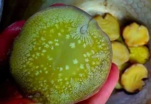 Muncul Zat Putih pada Jengkol, Apakah Berbahaya? Ini Penjelasannya
