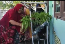 PPK ORMAWA HIMAK3 FIK UTU Panen Kebun Sayur Hidroponik di Desa Kuala Bubon