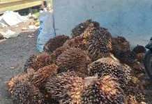 Dinas Perkebunan dan peternakan Aceh Barat Perkuat Pengawasan Harga TBS