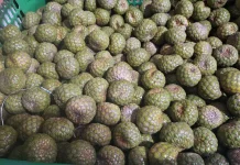 Manfaat Buah Rumbia untuk Kesehatan, Membantu Menjaga Kesehatan Pencernaan
