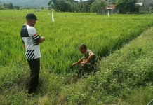 Babinsa Koramil Susoh Bersama Keujrun Blang Kontrol Perkembangan Padi Petani