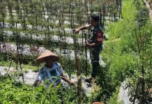 Babinsa Koramil Susoh Kodim 0110/Abdya Bina Petani Cabai di Masyarakat