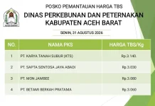 Update Harga TBS Kelapa Sawit di Aceh Barat Per 31 Agustus 2026