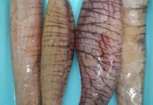 Manfaat Telur Ikan untuk Pria dan Wanita