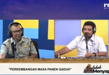 Panen Gadu di Kaway XVI Mulai Berlangsung, Capai 20 Hektare