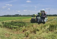 Kaway XVI Berpeluang Tingkatkan Indeks Pertanaman Jadi Tiga Kali