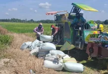 Panen Padi Kaway XVI Diprediksi Meningkat meski Terkendala Kemarau