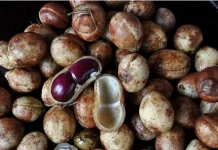 Namanya Kacang Bogor, tapi Bukan dari Bogor! Ini Fakta Unik yang Jarang Diketahui