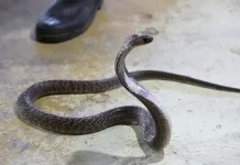Jenis Tanaman Bisa Mengundang Ular ke Pekarangan Rumah .