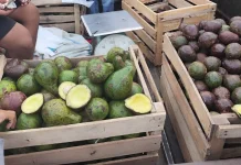 Harga Miring, Alpukat Takengon Laris Depan Masjid Agung