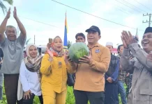 Panen 25 Ton Semangka tanpa Biji Dorong Ekonomi Petani Simeulue