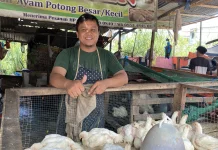 Stok Ayam Potong Terbatas, Pedagang di Pasar Meulaboh Mengeluh