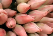 Aromanya Bikin Penasaran! Kincung, Bumbu Tradisional yang Tak Lekang Zaman