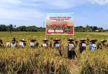 Panen Raya di Aceh Barat Dorong Swasembada Pangan Berkelanjutan