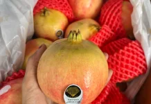 Sering Disebut Buah Surga Pomegranate Makin Populer Pecinta Hidup Sehat