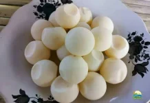 Manfaat Telur Penyu untuk Anak antara Kandungan Gizi Keamanan dan Kelestarian